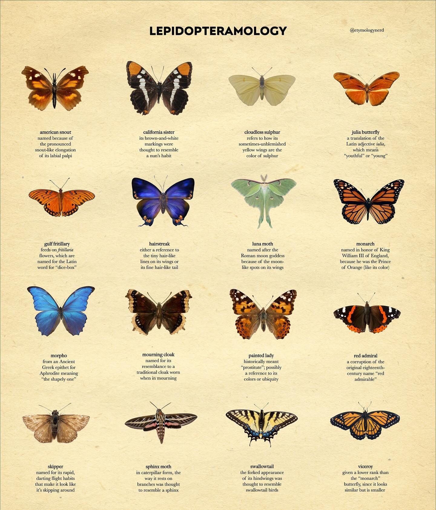First slide of a carousel by @etymologynerd: LEPIDOPTERAMOLOGY